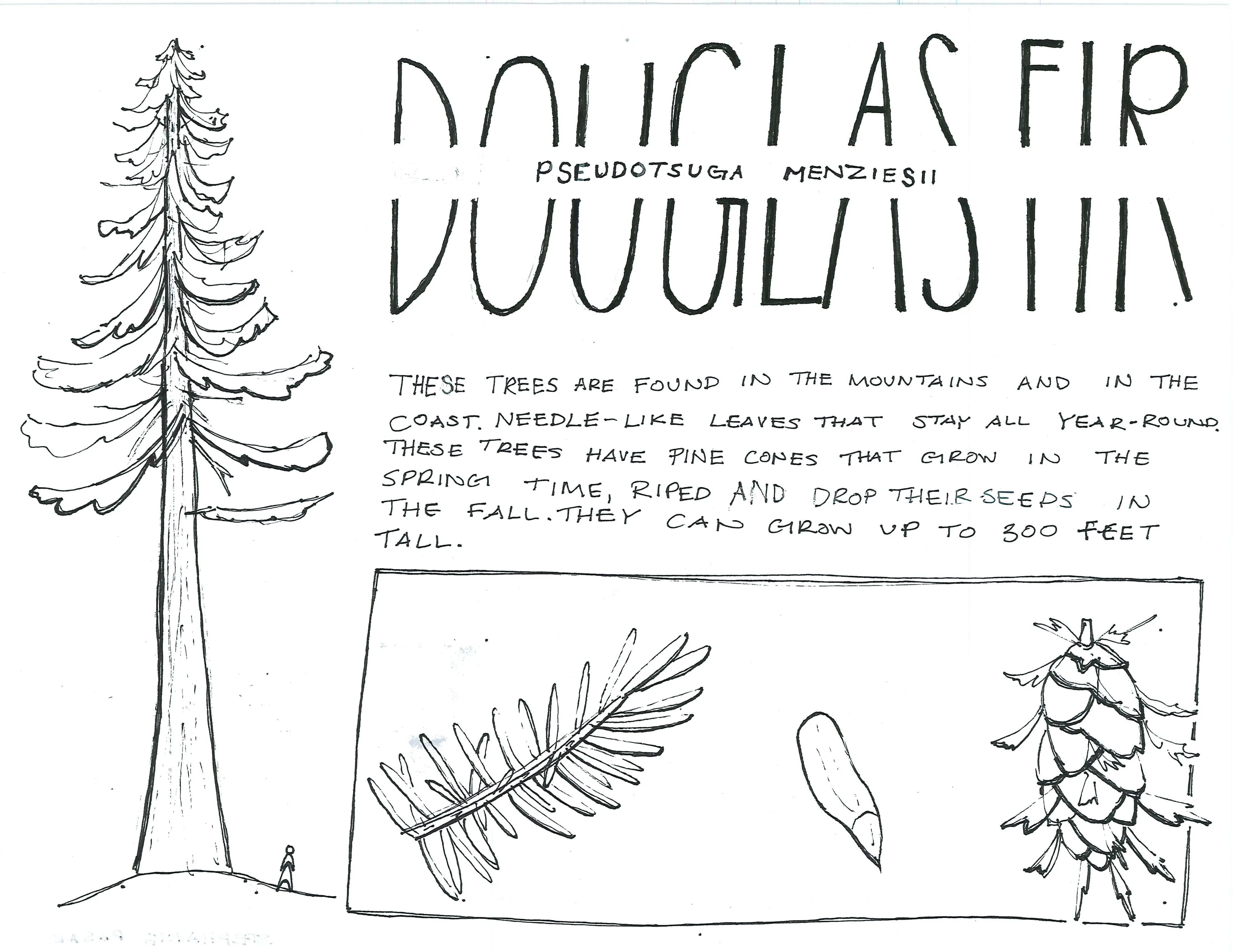Hand-sketched artwork depicting douglas fir trunk, needles, and cones.